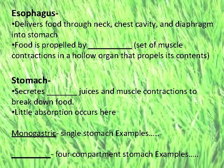 Esophagus- • Delivers food through neck, chest cavity, and diaphragm into stomach • Food