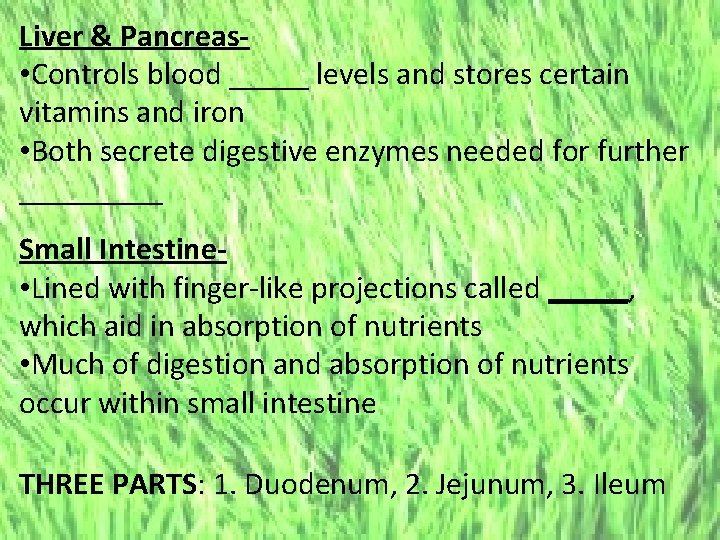 Liver & Pancreas. Bo and stores certain • Controls blood _____ levels vitamins and