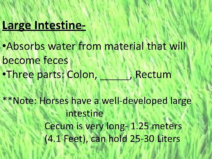 Large Intestine • Absorbs water from material that will become feces • Three parts: