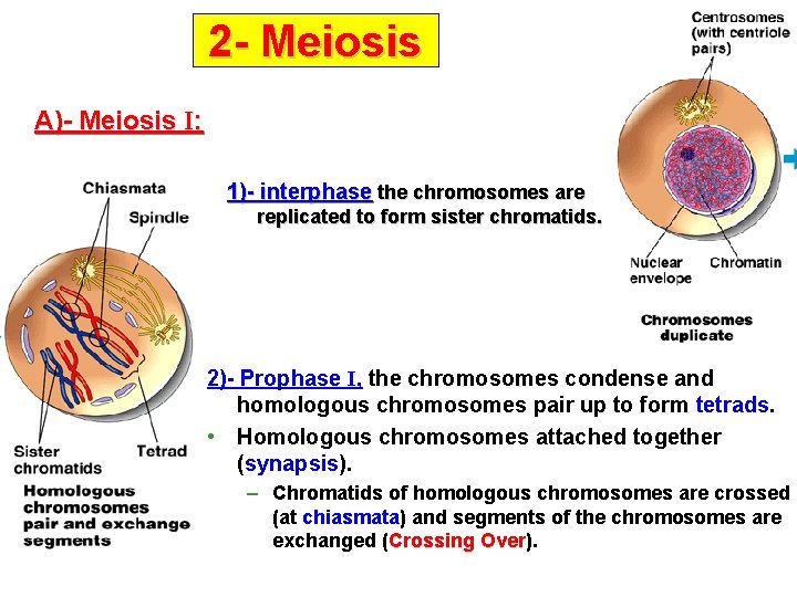 2 - Meiosis A)- Meiosis I: 1)- interphase the chromosomes are replicated to form