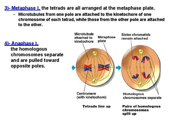 3)- Metaphase I, the tetrads are all arranged at the metaphase plate. – Microtubules