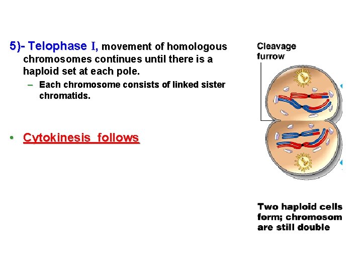 5)- Telophase I, movement of homologous chromosomes continues until there is a haploid set