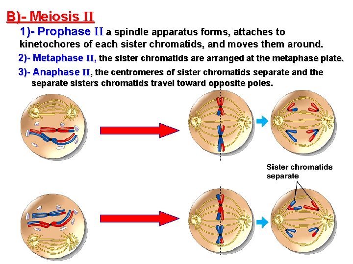 B)- Meiosis II 1)- Prophase II a spindle apparatus forms, attaches to kinetochores of