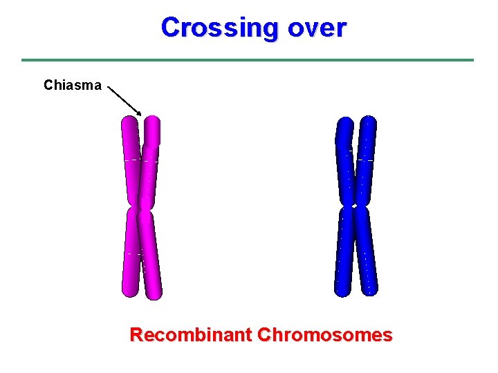 Crossing over Chiasma Recombinant Chromosomes 