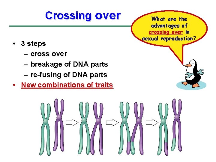 Crossing over • 3 steps – cross over – breakage of DNA parts –