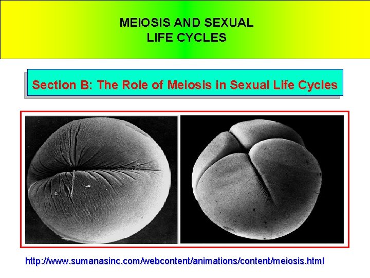 MEIOSIS AND SEXUAL LIFE CYCLES Section B: The Role of Meiosis in Sexual Life