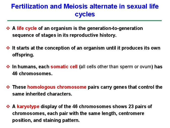 Fertilization and Meiosis alternate in sexual life cycles v A life cycle of an