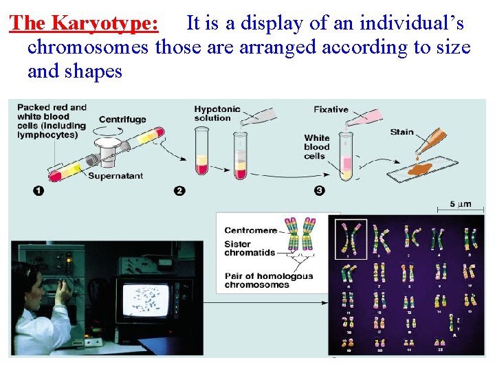 The Karyotype: It is a display of an individual’s chromosomes those arranged according to