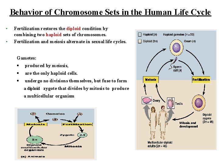 Behavior of Chromosome Sets in the Human Life Cycle • • Fertilization restores the