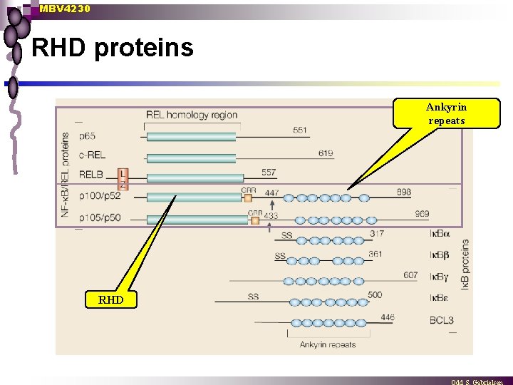 MBV 4230 RHD proteins Ankyrin repeats RHD 