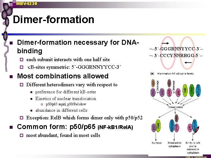 MBV 4230 Dimer-formation necessary for DNAbinding each subunit interacts with one half site ¨