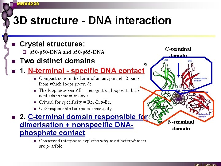 MBV 4230 3 D structure - DNA interaction n Crystal structures: ¨ n n