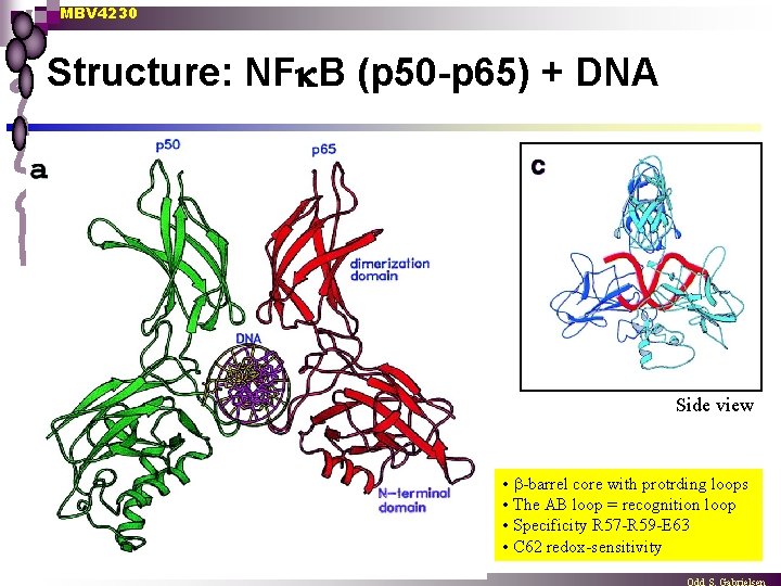 MBV 4230 Structure: NF B (p 50 -p 65) + DNA Side view •