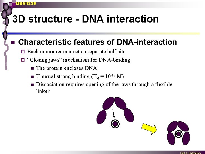 MBV 4230 3 D structure - DNA interaction n Characteristic features of DNA-interaction Each