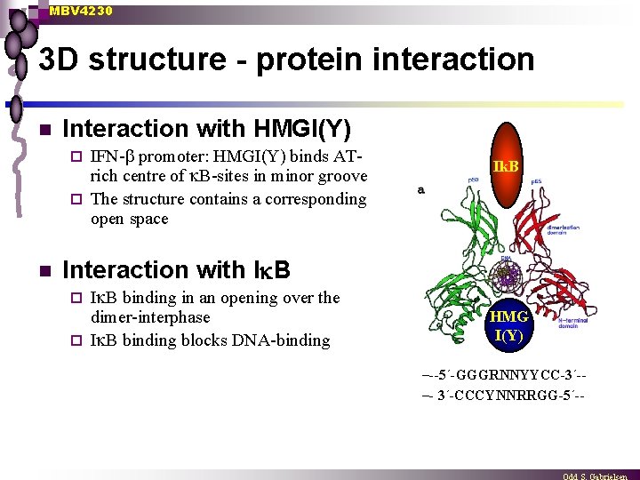 MBV 4230 3 D structure - protein interaction n Interaction with HMGI(Y) IFN- promoter: