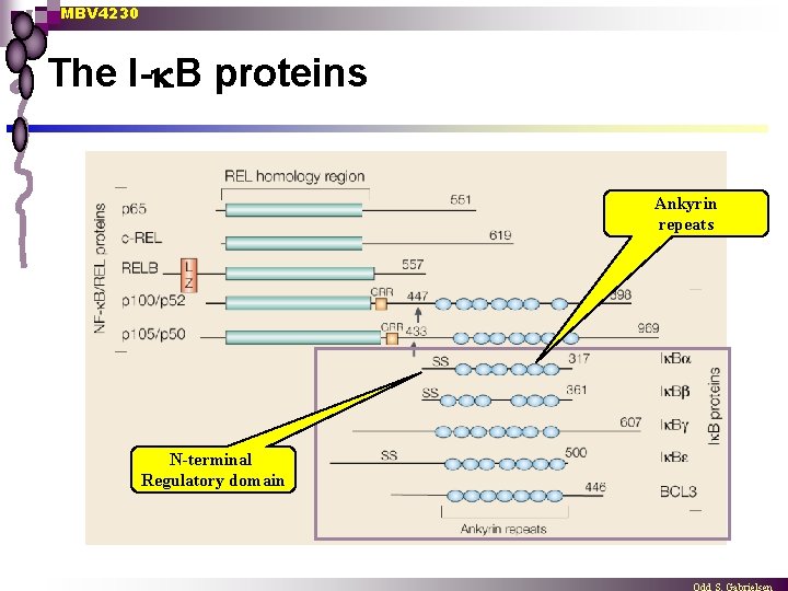 MBV 4230 The I- B proteins Ankyrin repeats N-terminal Regulatory domain 