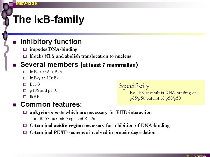 MBV 4230 The I B-family n Inhibitory function impedes DNA-binding ¨ blocks NLS and