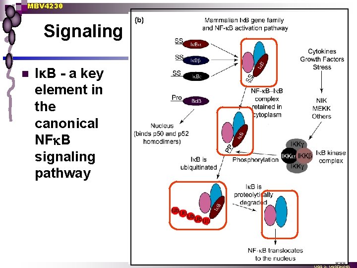 MBV 4230 Signaling n IκB - a key element in the canonical NF B