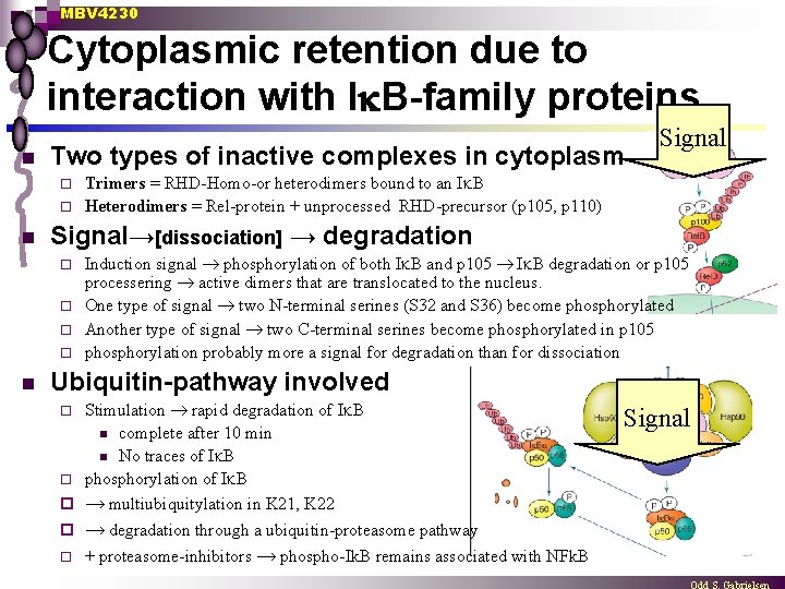 MBV 4230 Cytoplasmic retention due to interaction with I B-family proteins n Two types