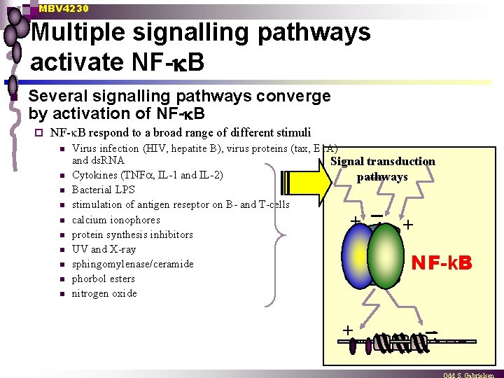 MBV 4230 Multiple signalling pathways activate NF- B n Several signalling pathways converge by