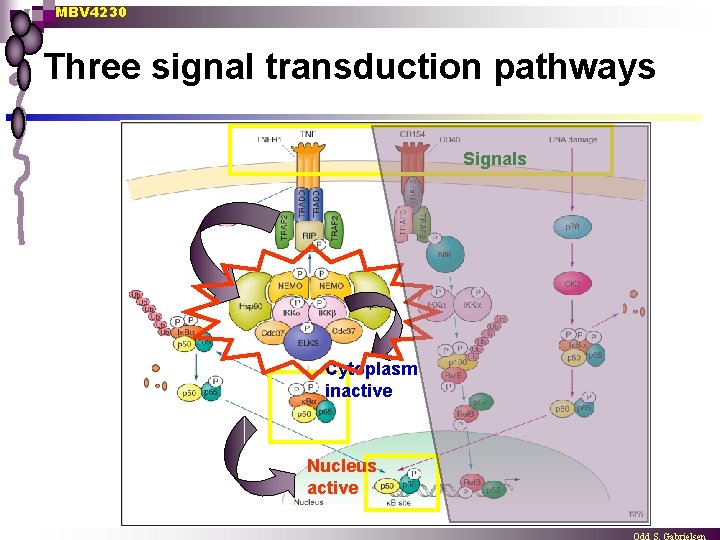 MBV 4230 Three signal transduction pathways Signals Cytoplasm inactive Nucleus active 