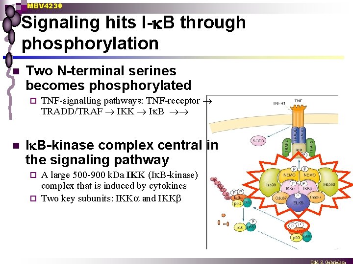 MBV 4230 Signaling hits I- B through phosphorylation n Two N-terminal serines becomes phosphorylated