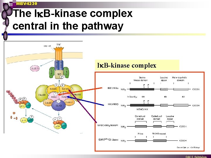 MBV 4230 The I B-kinase complex central in the pathway I B-kinase complex 