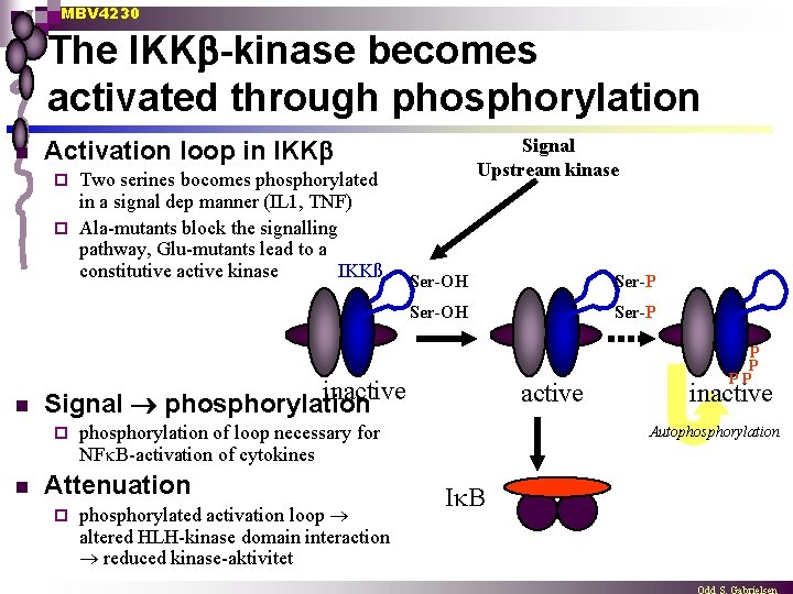 MBV 4230 The IKK -kinase becomes activated through phosphorylation n Signal Upstream kinase Activation