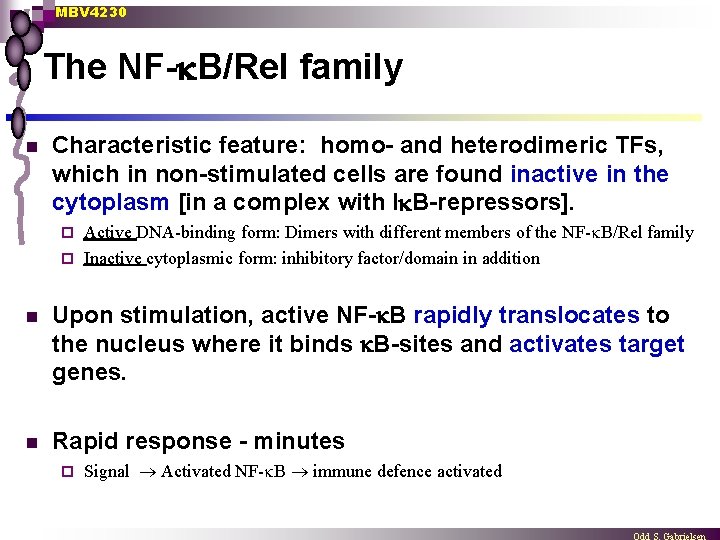 MBV 4230 The NF- B/Rel family n Characteristic feature: homo- and heterodimeric TFs, which