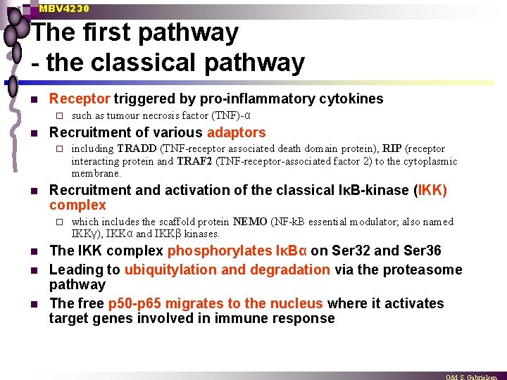 MBV 4230 The first pathway - the classical pathway n Receptor triggered by pro-inflammatory