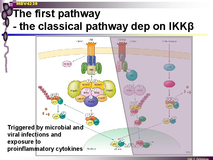 MBV 4230 The first pathway - the classical pathway dep on IKKβ Triggered by