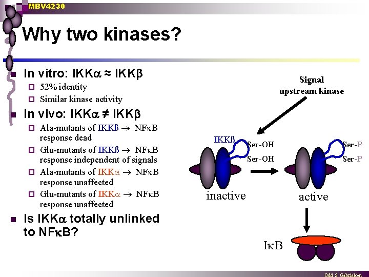 MBV 4230 Why two kinases? n In vitro: IKK ≈ IKK Signal upstream kinase