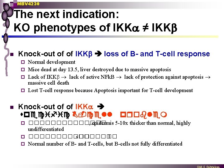 MBV 4230 The next indication: KO phenotypes of IKK ≠ IKK n Knock-out of