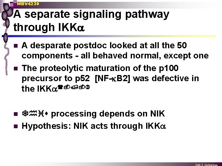 MBV 4230 A separate signaling pathway through IKK n n A desparate postdoc looked