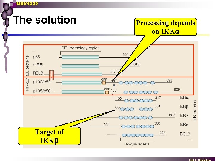 MBV 4230 The solution Target of IKK Processing depends on IKK 