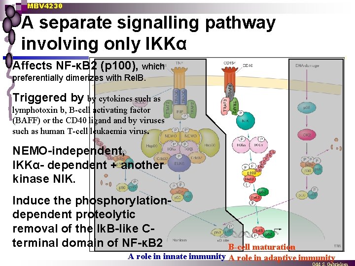 MBV 4230 A separate signalling pathway involving only IKKα Affects NF-κB 2 (p 100),