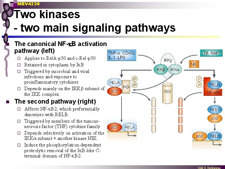 MBV 4230 Two kinases - two main signaling pathways n The canonical NF- B