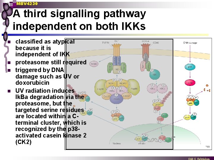 MBV 4230 A third signalling pathway independent on both IKKs n n classified as