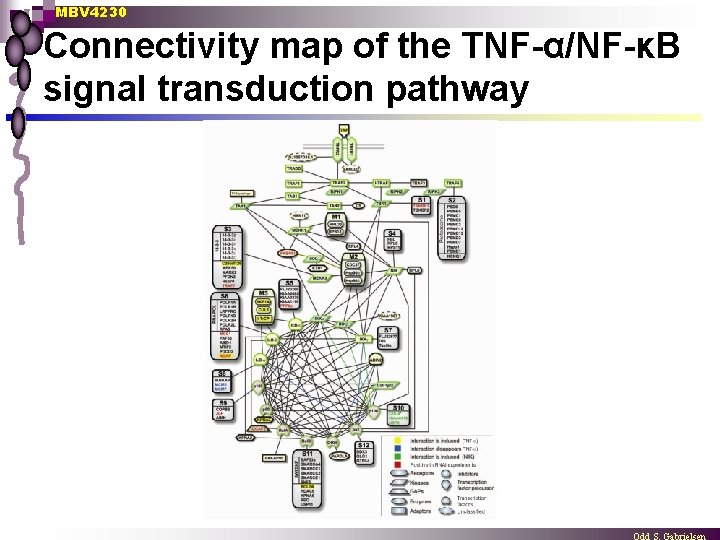 MBV 4230 Connectivity map of the TNF-α/NF-κB signal transduction pathway 