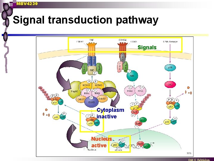 MBV 4230 Signal transduction pathway Signals Cytoplasm inactive Nucleus active 