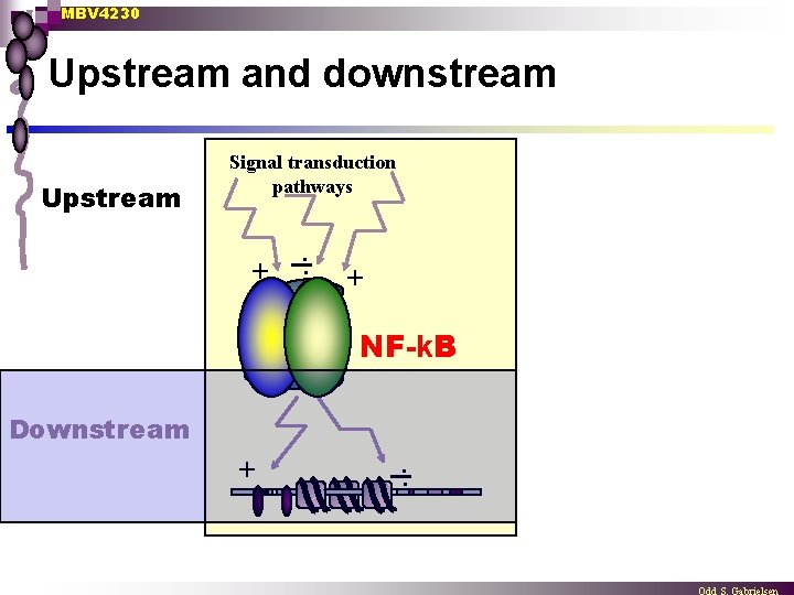 MBV 4230 Upstream and downstream Upstream Signal transduction pathways + . . + NF-k.