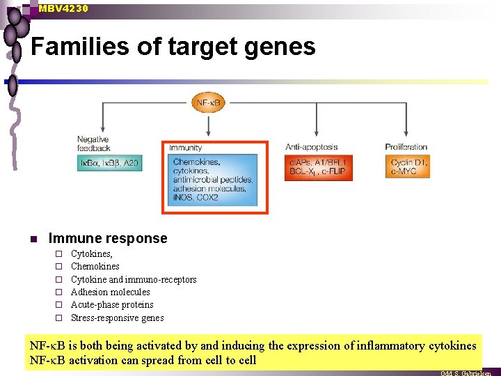 MBV 4230 Families of target genes n Immune response ¨ ¨ ¨ Cytokines, Chemokines