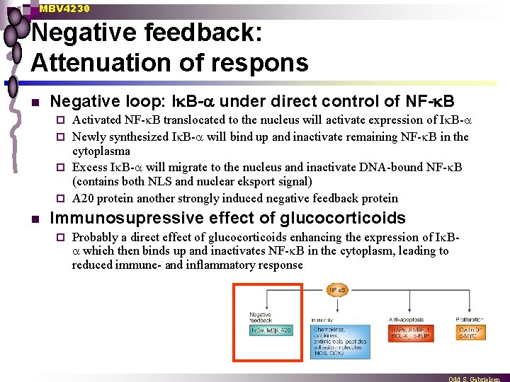 MBV 4230 Negative feedback: Attenuation of respons n Negative loop: I B- under direct