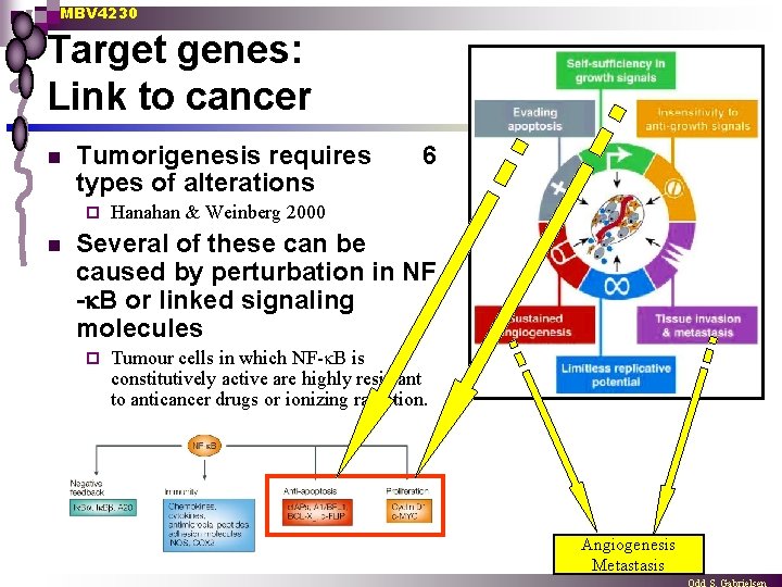 MBV 4230 Target genes: Link to cancer n Tumorigenesis requires types of alterations ¨