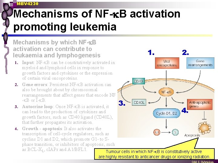 MBV 4230 Mechanisms of NF- B activation promoting leukemia n Mechanisms by which NF-