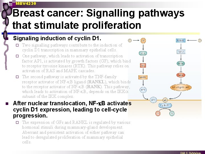 MBV 4230 Breast cancer: Signalling pathways that stimulate proliferation n Signaling induction of cyclin