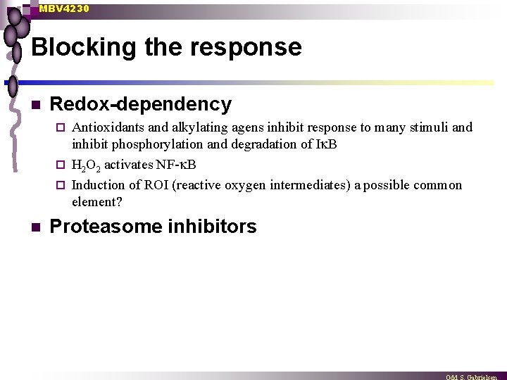 MBV 4230 Blocking the response n Redox-dependency Antioxidants and alkylating agens inhibit response to