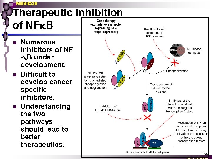 MBV 4230 Therapeutic inhibition of NF B n n n Numerous inhibitors of NF