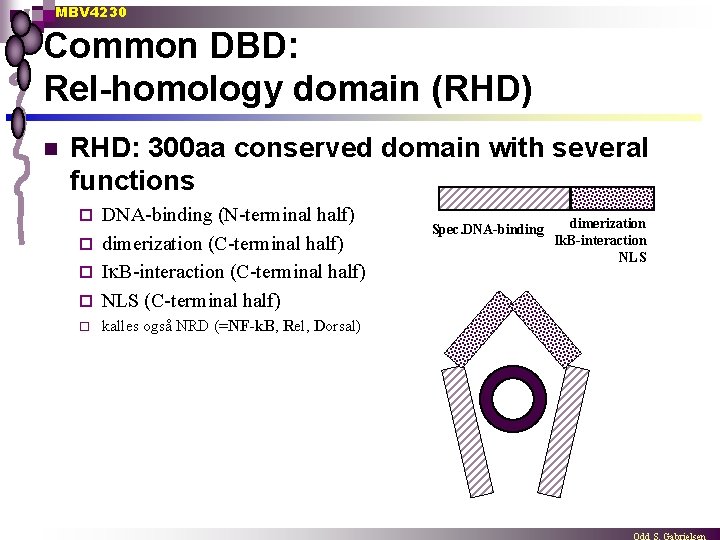 MBV 4230 Common DBD: Rel-homology domain (RHD) n RHD: 300 aa conserved domain with