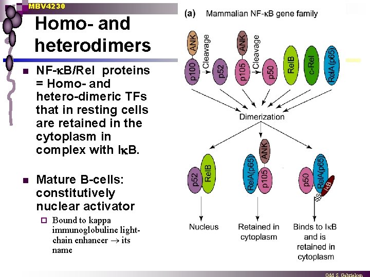 MBV 4230 Homo- and heterodimers n NF- B/Rel proteins = Homo- and hetero-dimeric TFs
